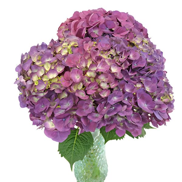 Burst of Purple Berry Hydrangea Flower Online now - Image 2