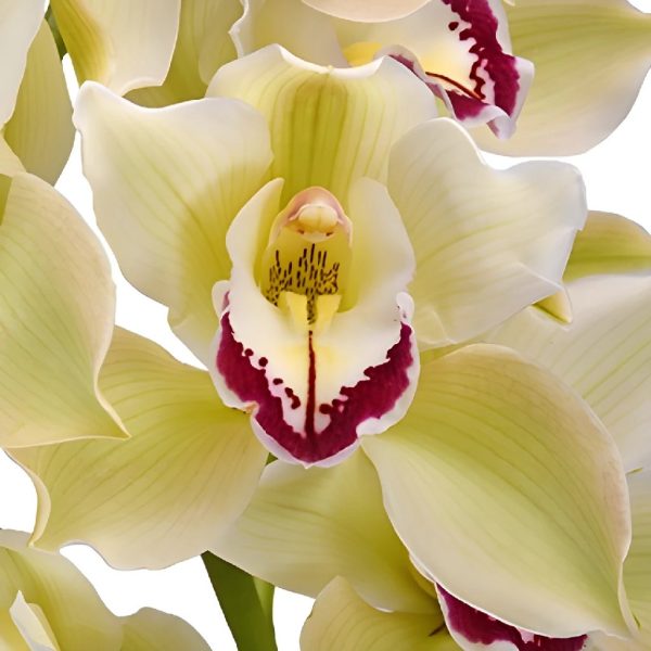Light Green Dark Pink Lip Cymbidium Orchids Hot on Sale
