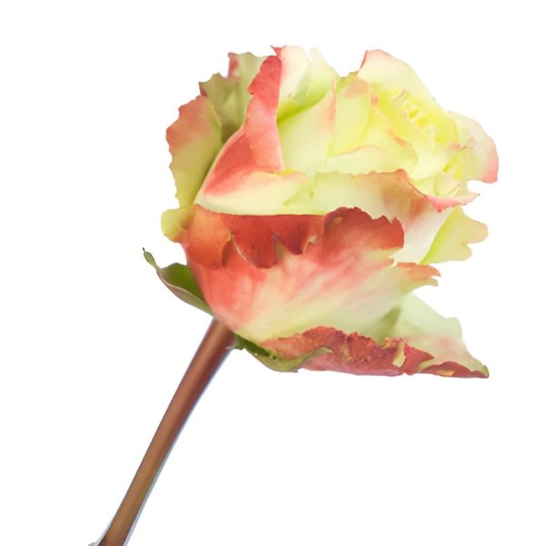 Antique Green Zazu Rose Supply - Image 3