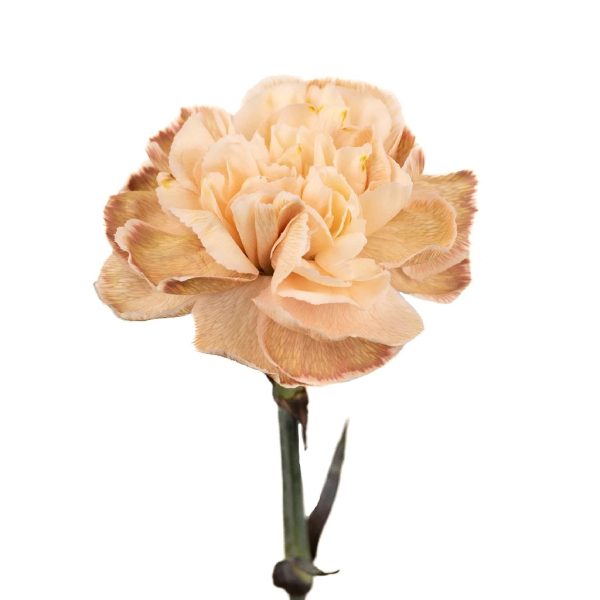 Vintage Peach Beige Carnation Flowers Online now - Image 2