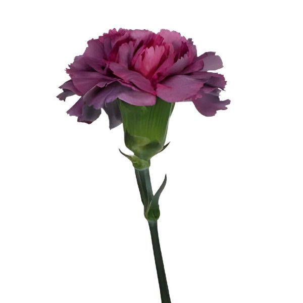 Enchanted Eve Carnation Flowers For Discount - Image 4