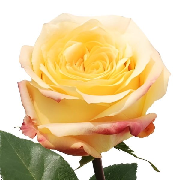 Geisha Butter Yellow Rose For Cheap