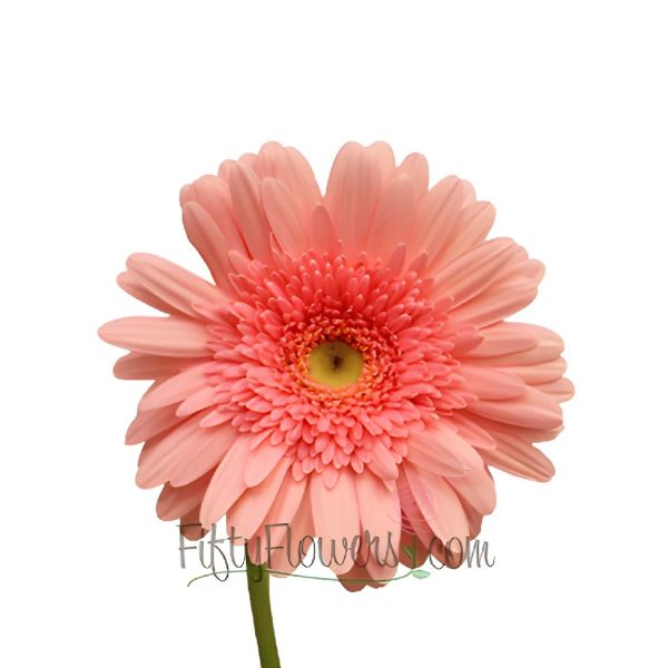 Pink Salmon Super Gerbera Daisy Cheap