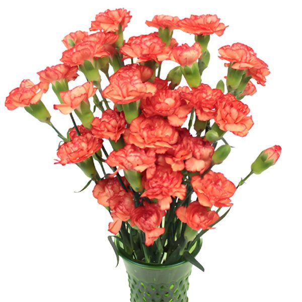 Marmalade Orange Mini Carnation Flowers For Cheap - Image 2