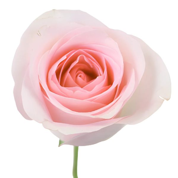 Sweet Akito Sweetheart Roses Cheap - Image 2