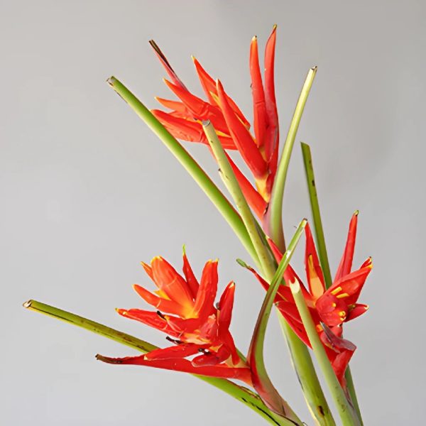 Red Explosion Musa Tropical Flowering Banana Sale - Image 2
