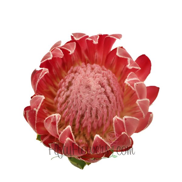 Queen Protea Flower on Sale - Image 2