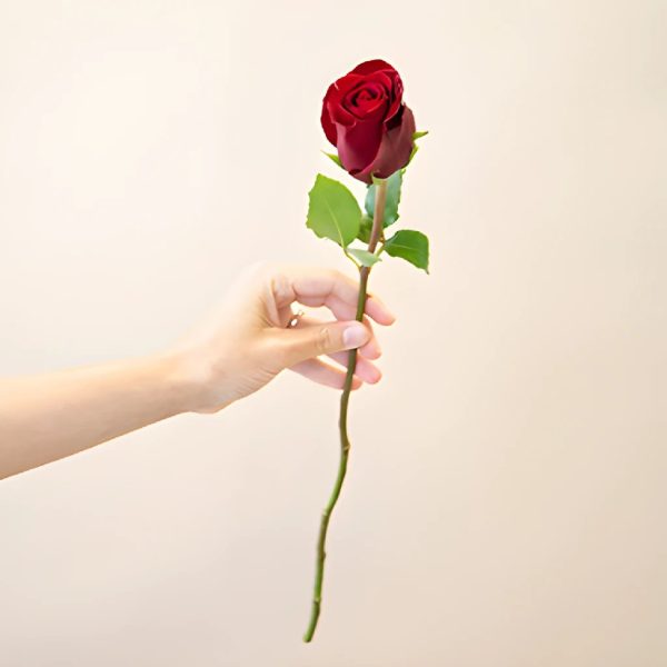 Rich Red Tinto Rose For Cheap - Image 5