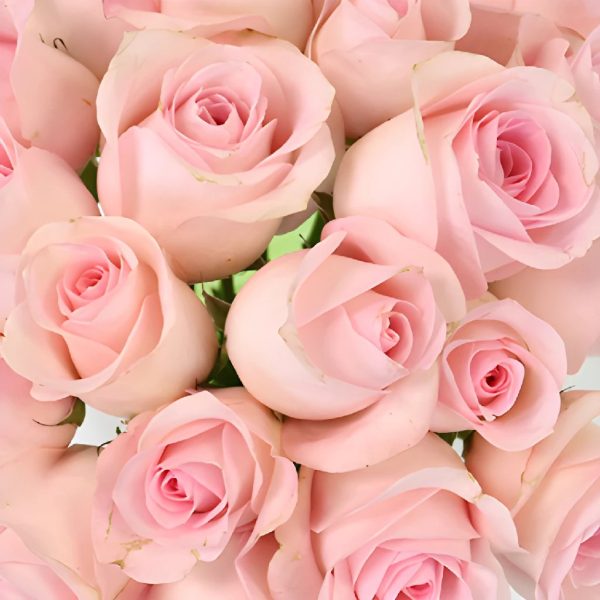 Sweet Akito Sweetheart Roses Cheap