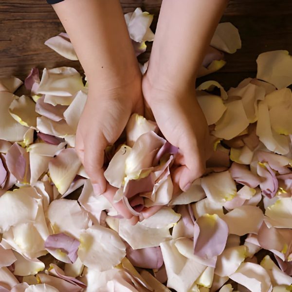 Ivory Mauve Rose Petals For Sale