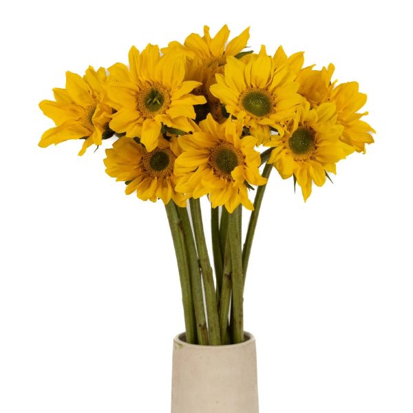 Mini Green Center Sunflowers Online now - Image 3