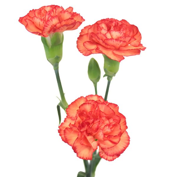 Marmalade Orange Mini Carnation Flowers For Cheap - Image 3