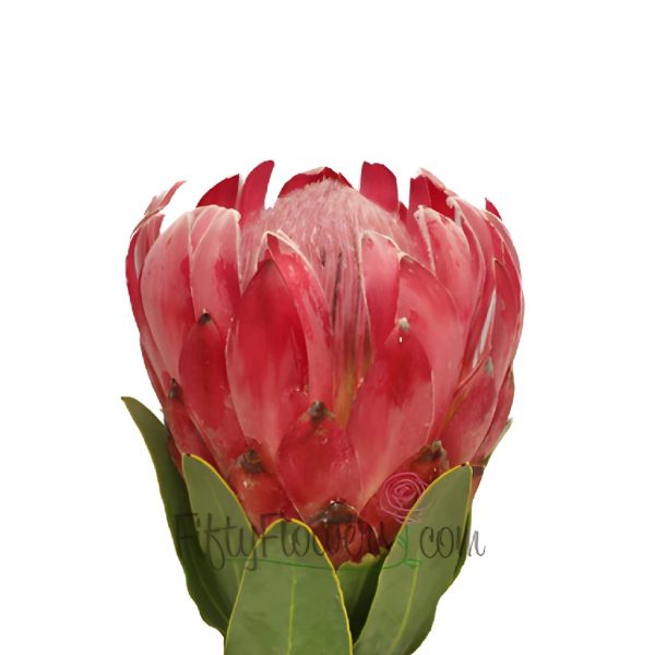 Queen Protea Flower on Sale